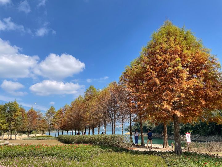 落羽松紅啦🍂😍