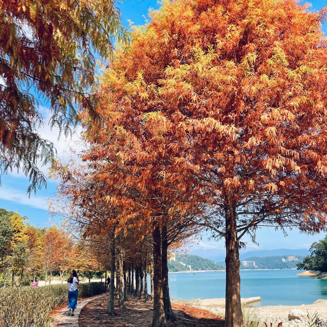 落羽松葉子掉太快了吧~~~