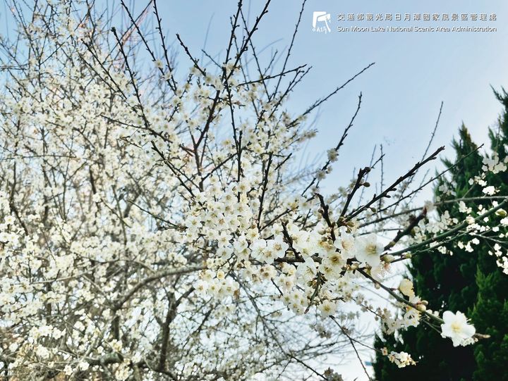 慈恩塔梅花盛開中!!! #有圖有真相