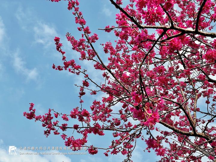 #日月潭櫻花季