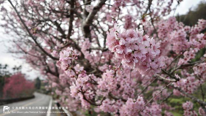 潭小編花況快報📢