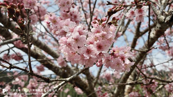 潭小編花況快報📢系列3/11