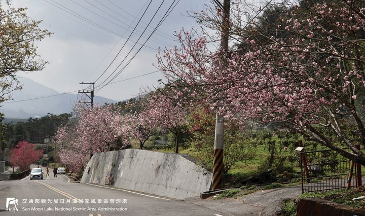 潭小編花況快報📢系列4/11