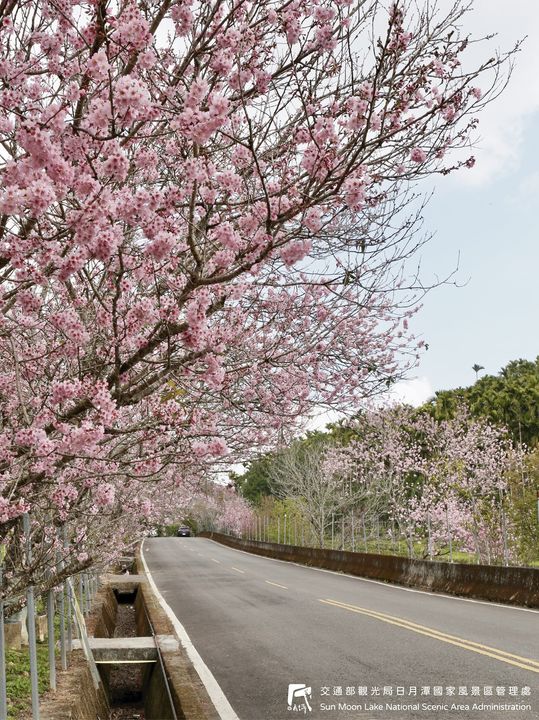 潭小編花況快報📢系列5/11