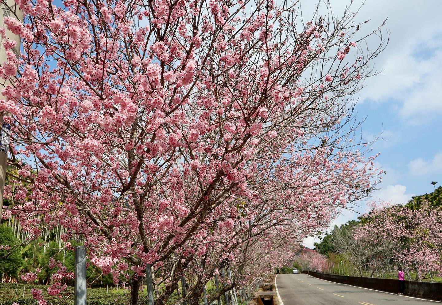 淡粉色櫻花有種置身日本的感覺