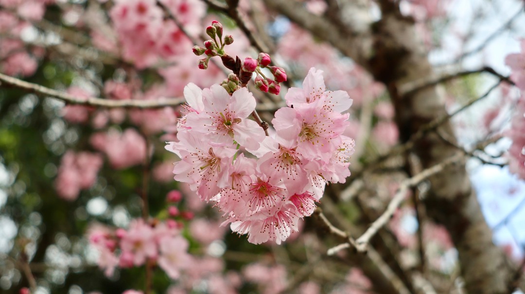給你一顆心❤🌸