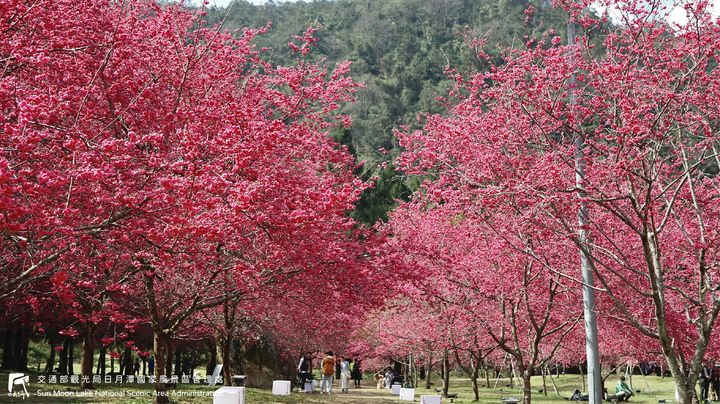 潭小編花況快報📢#日月潭櫻花季