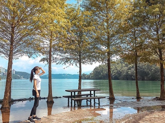 向山的落雨松即將變色囉～