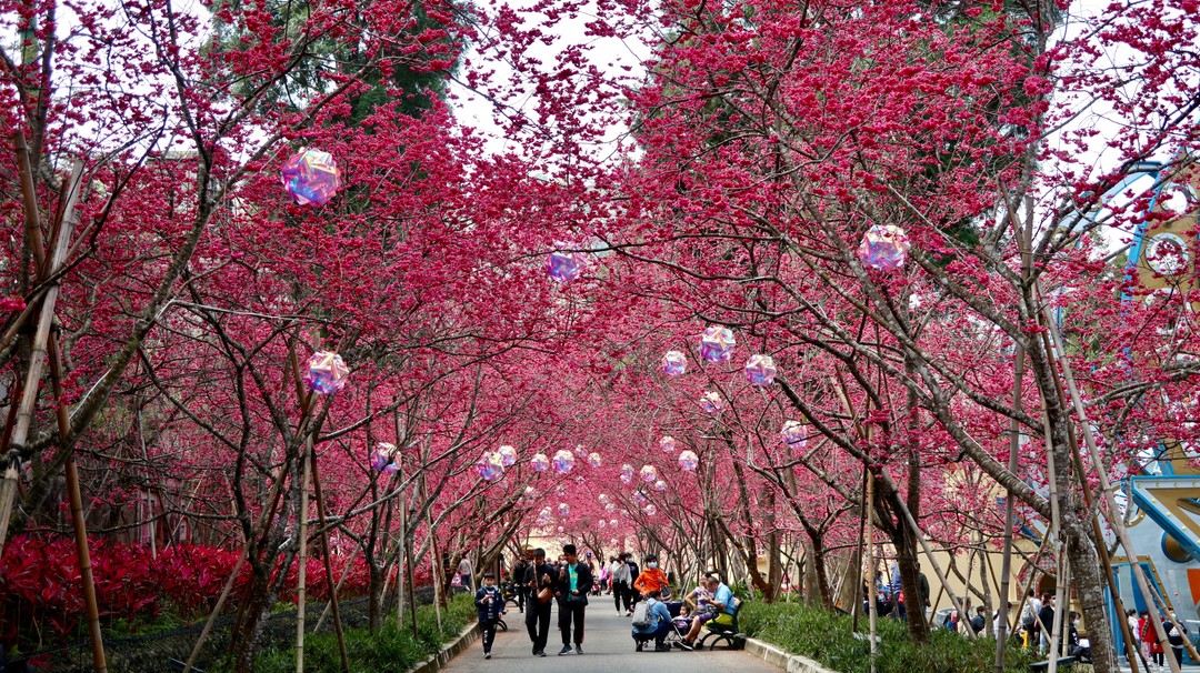 九族文化村櫻花滿開中!!