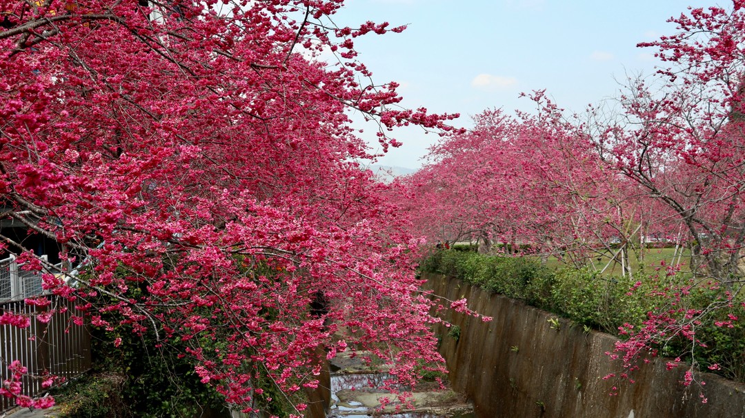 滿滿櫻花🌸🌸