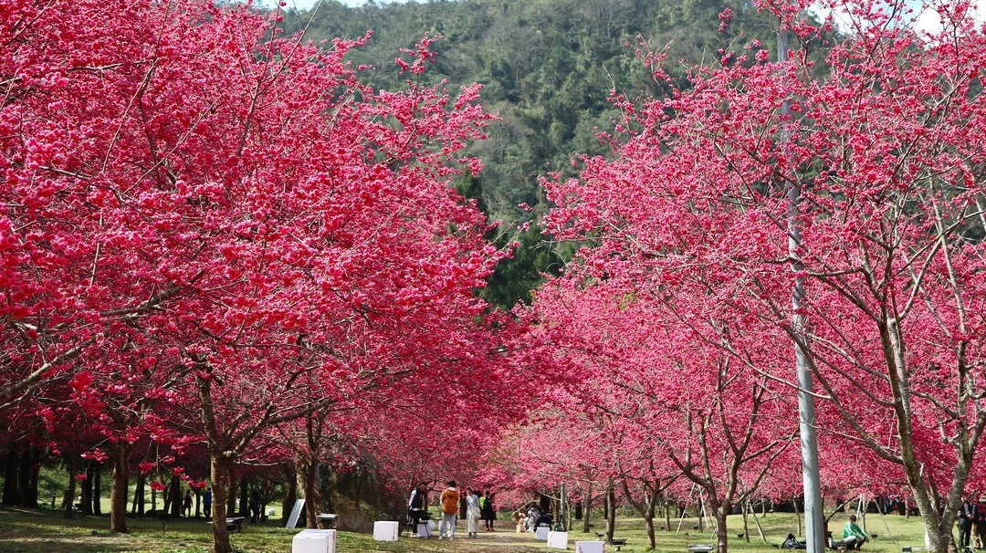 櫻花樹下野餐喝茶浪漫一下🌸🍵