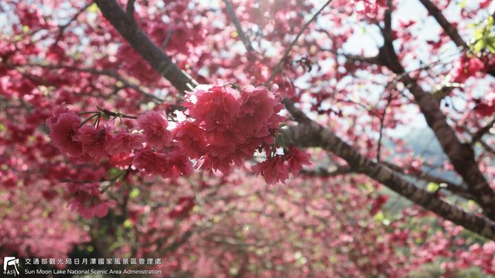 潭小編花況快報📢