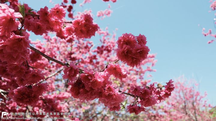 潭小編花況快報📢系列8/9