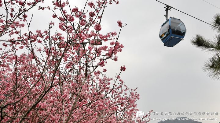 潭小編花況快報📢 #日月潭櫻花季