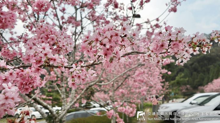 潭小編花況快報📢 #日月潭櫻花季系列3/12