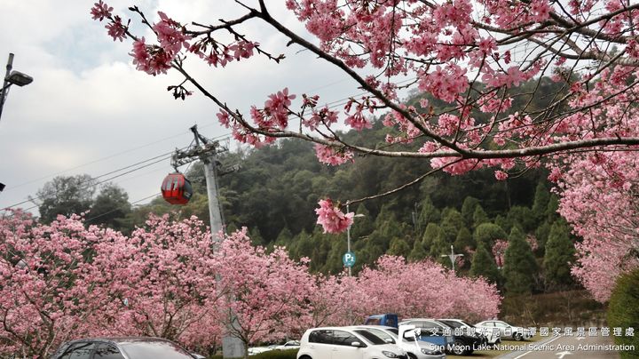 潭小編花況快報📢 #日月潭櫻花季系列4/12