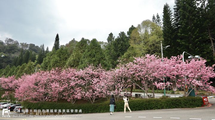 潭小編花況快報📢 #日月潭櫻花季系列10/12