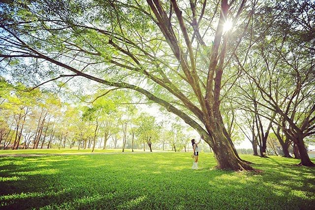 童話故事裡的森林🌲