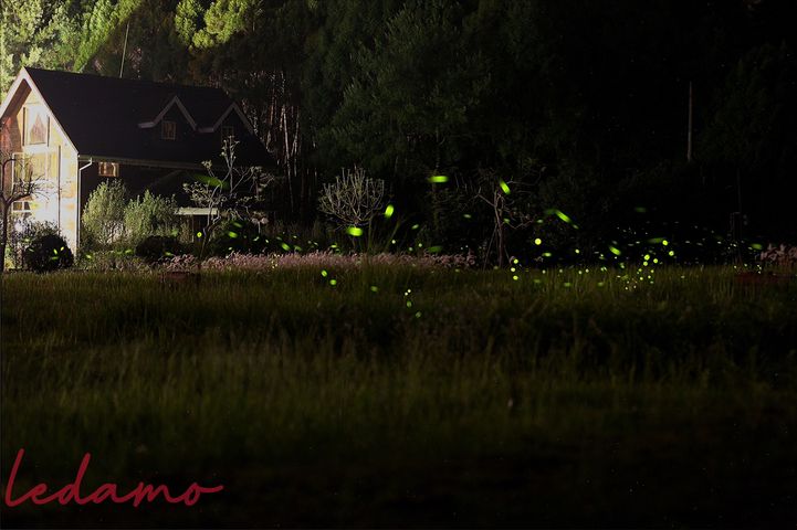 #日月潭星光螢火季