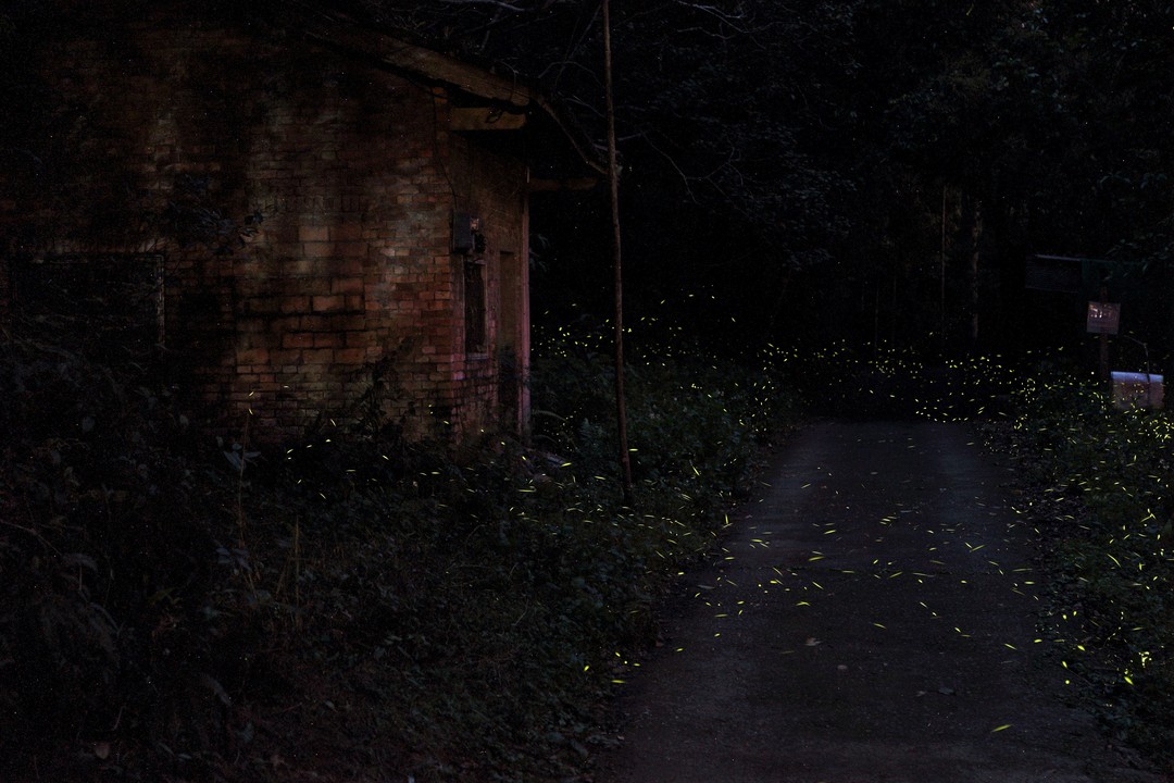 #日月潭星光螢火季