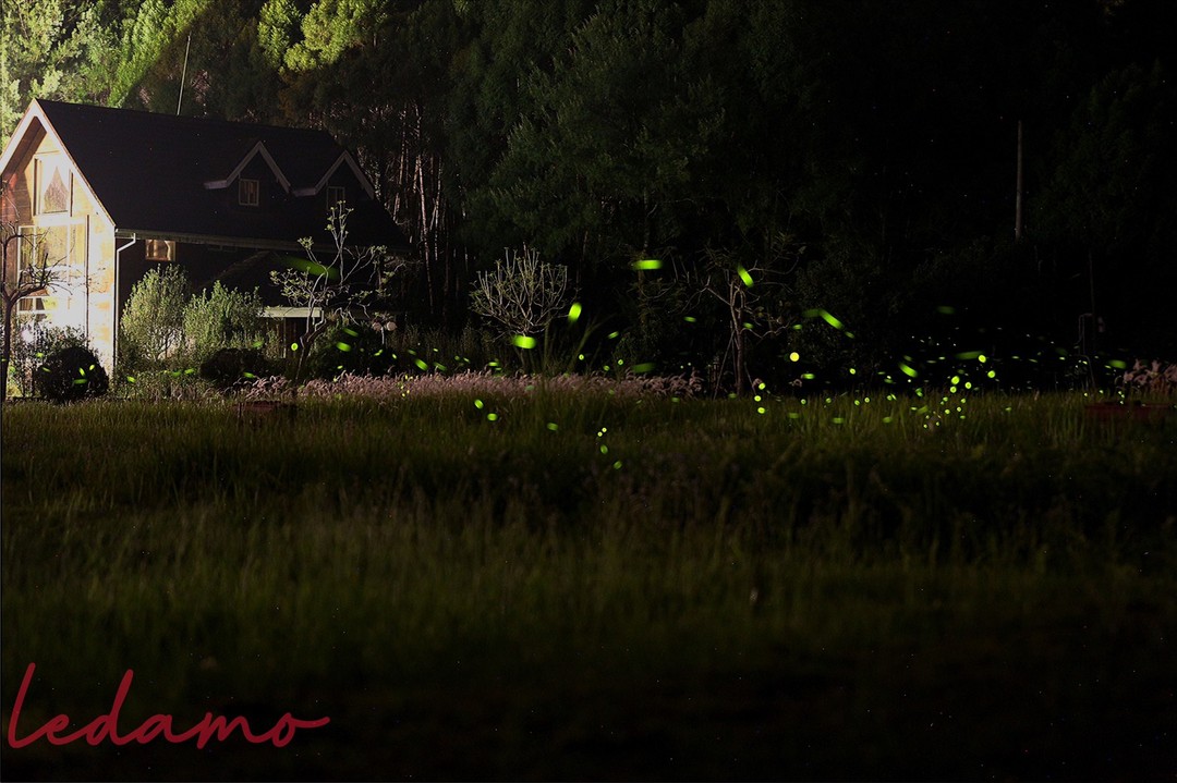 #日月潭星光螢火季