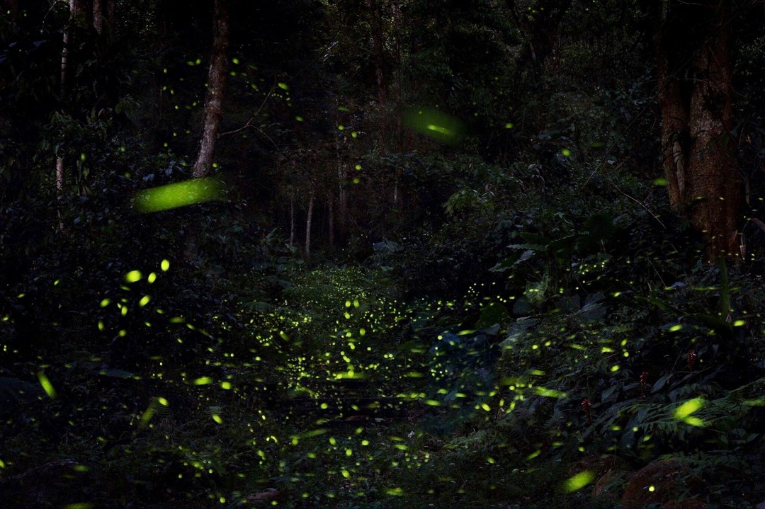 #日月潭星光螢火季