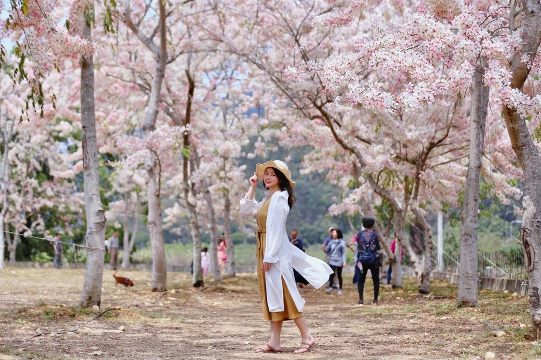 花旗木滿開🌸🌸