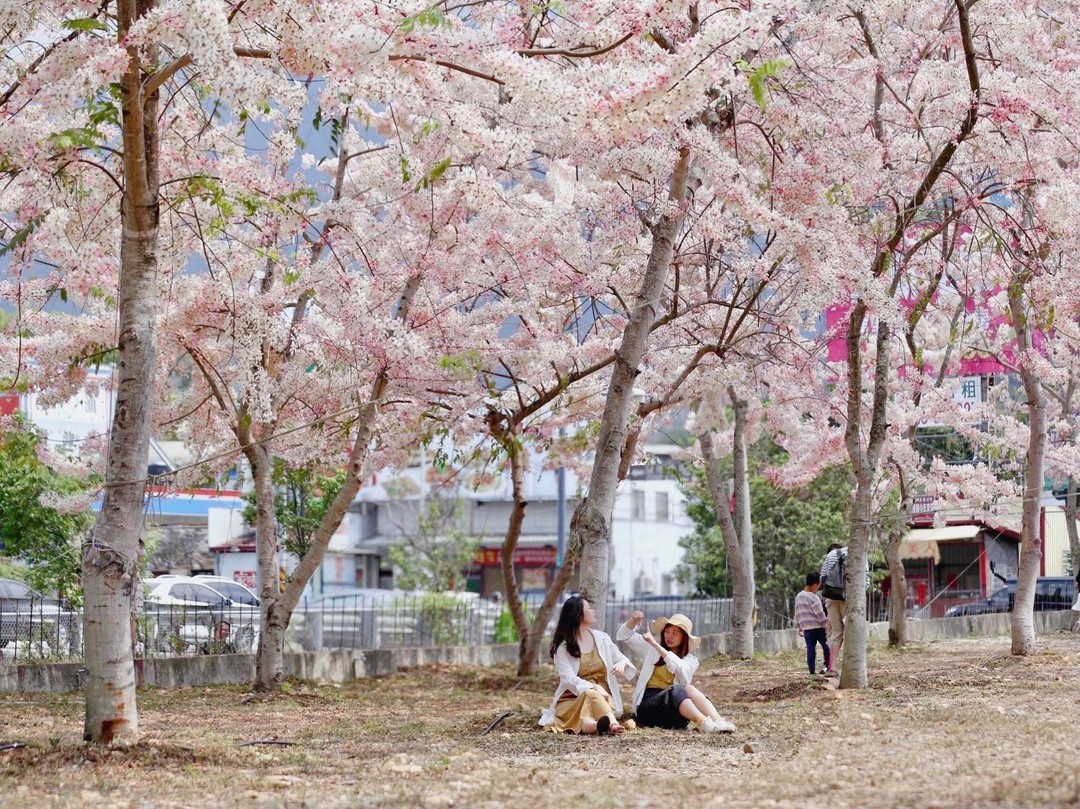 小歇一下 #花旗木 #泰國櫻花