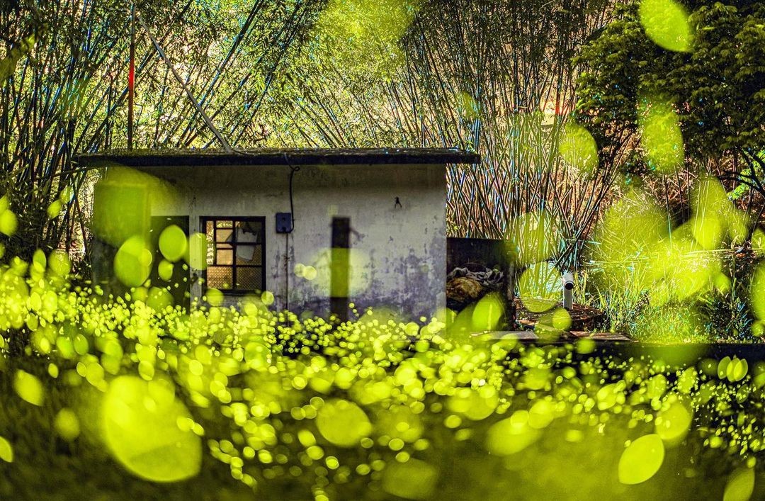 季節限定的浪漫光點✨