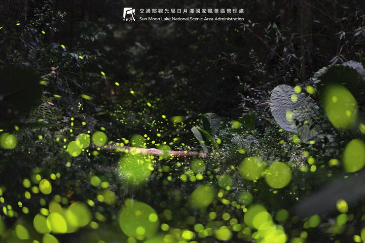 螢火蟲準備大爆發啦！！