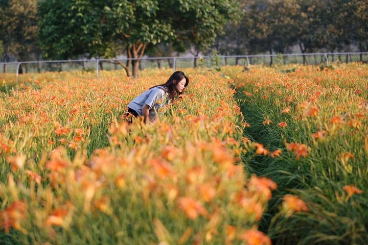 金針花季來啦～～
