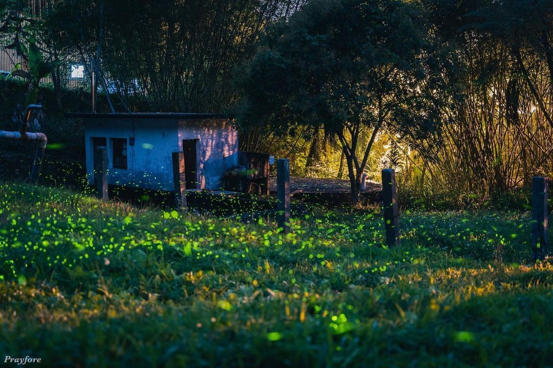 一閃一閃火金姑✨