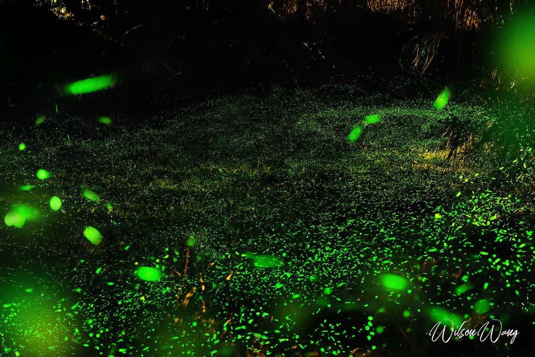 今年還沒賞螢嗎?