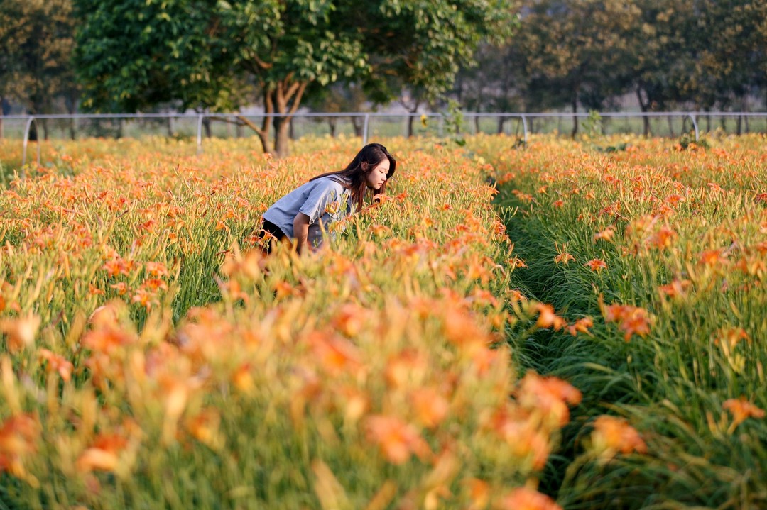 來點忘憂草 生活沒煩惱