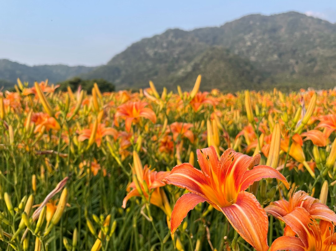 金針花盛開中💛