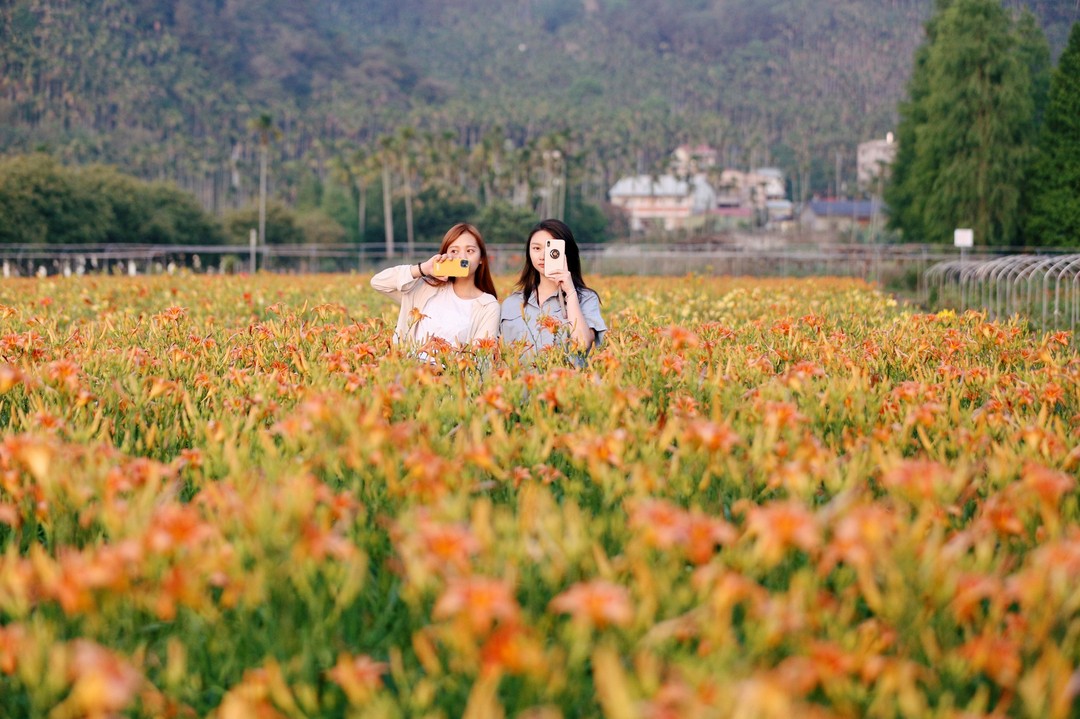 超大片金針花海