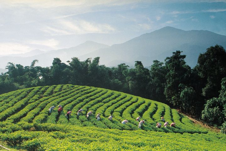 【喝好茶、賞美景】