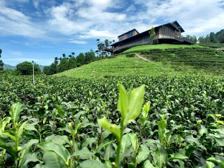 【魚池自行車路線 #茶香四溢】