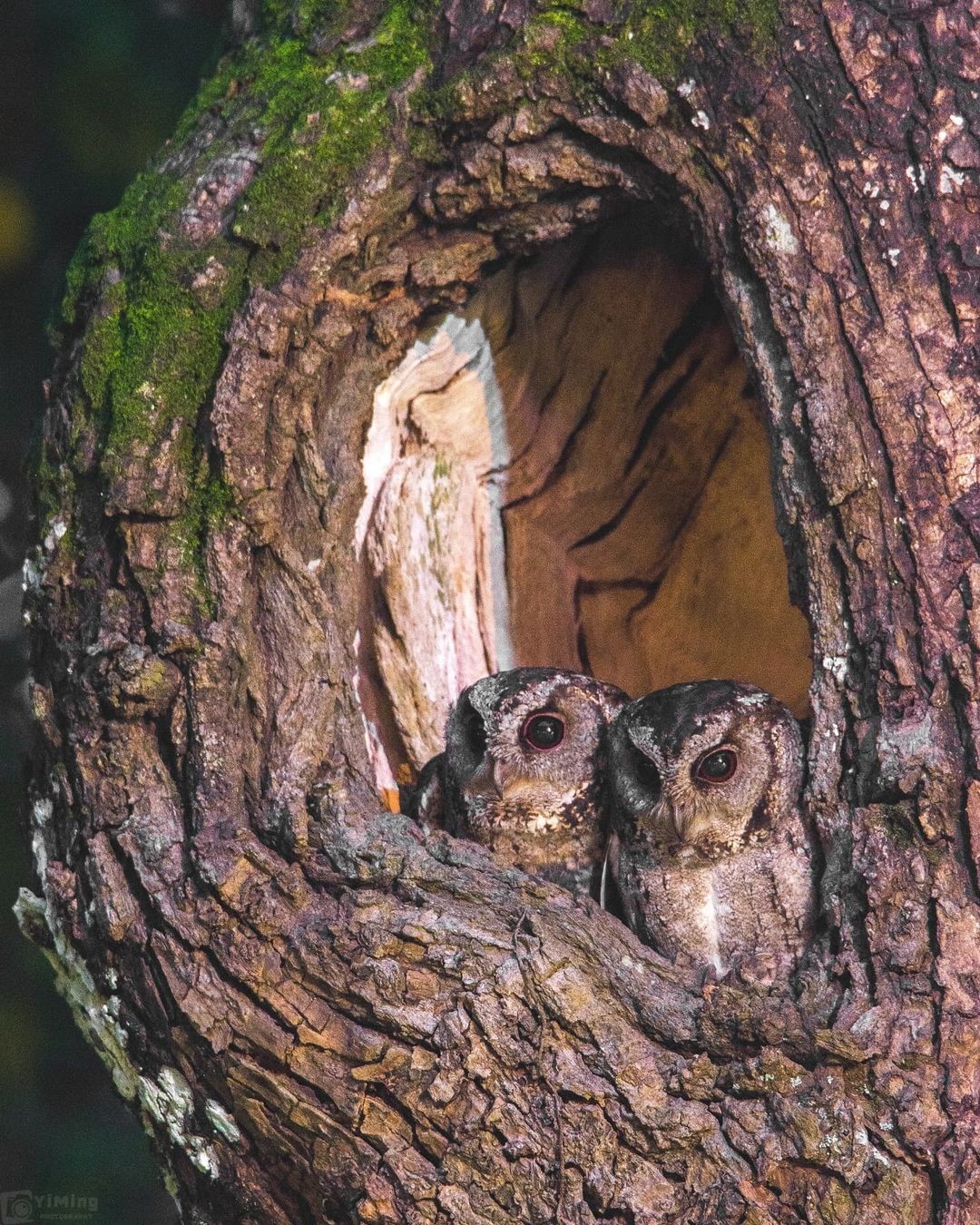 樹洞裡來了兩位小可愛