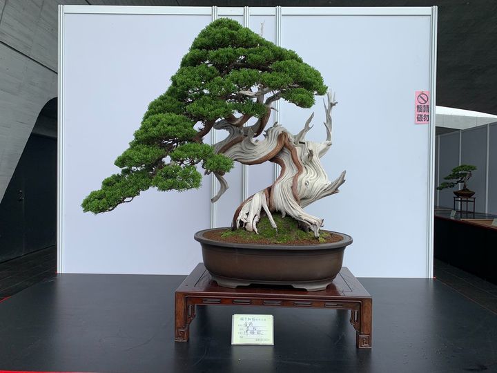 🌳【明潭松韻樹石大展】🌳