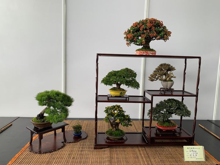 🌳【明潭松韻樹石大展】🌳系列1/6