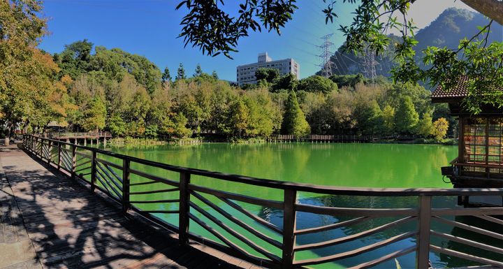 除了日月潭落羽松之外