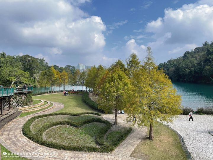 小編又來更新日月潭落羽松近況啦🍂