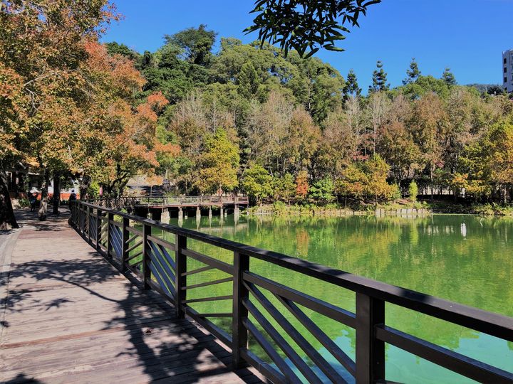 #車埕 楓葉已經變紅囉!!🍁