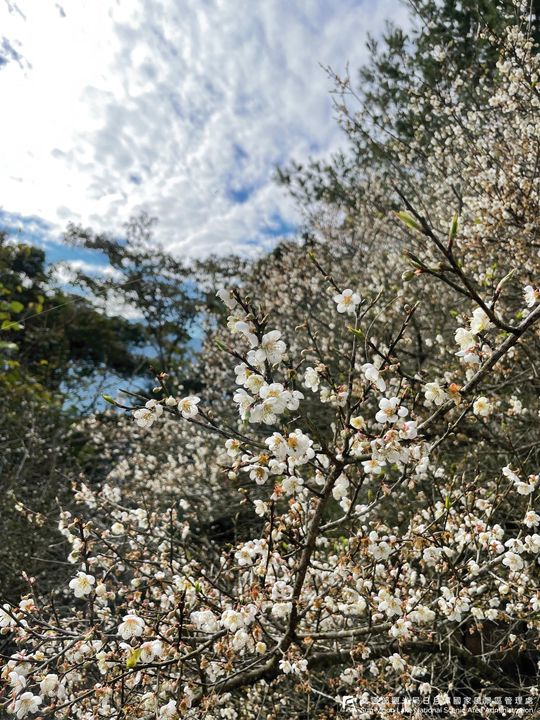 12月梅花開♣️♣️