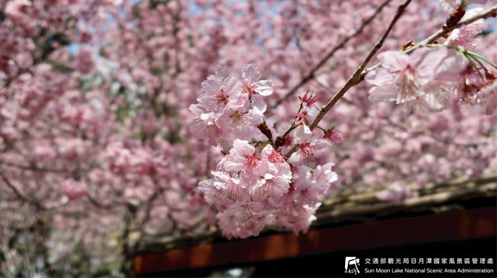 #櫻花季 要來囉~