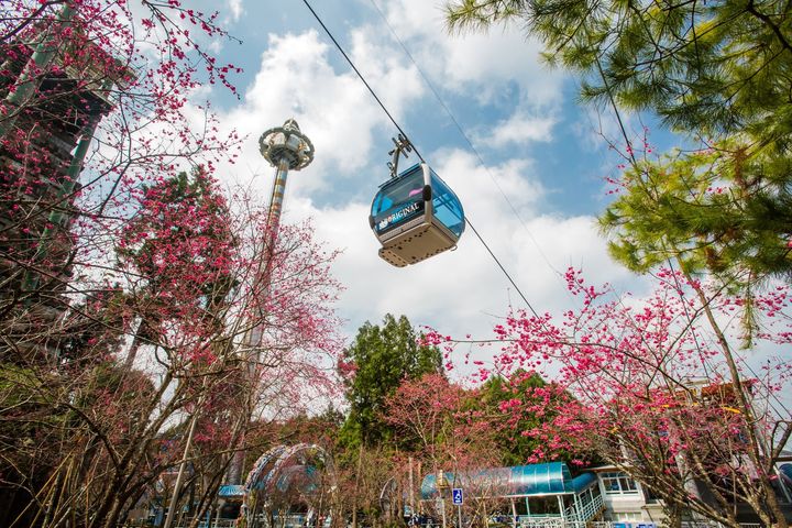 浪漫粉紅風暴襲捲全台🌸🌸🌸