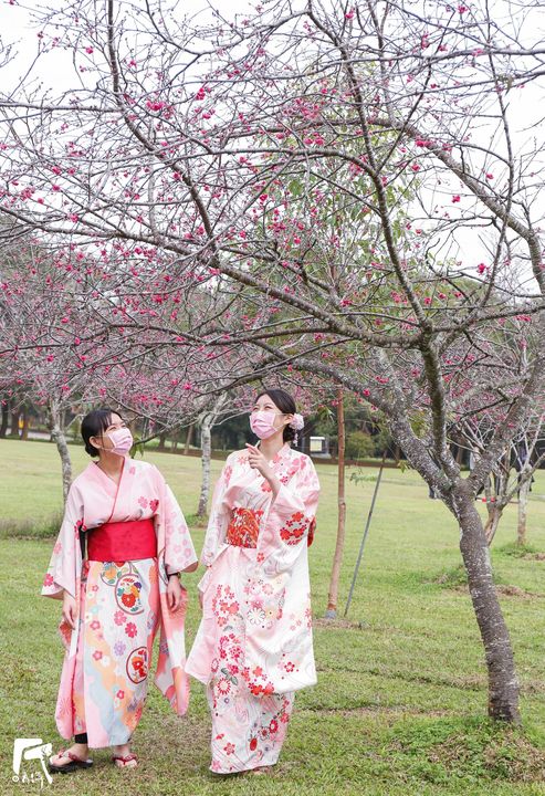 【花現暨大 紅櫻綠林】 暨大櫻花季1/31展開