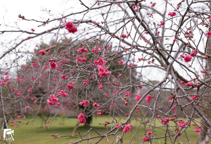 【花現暨大 紅櫻綠林】 暨大櫻花季1/31展開系列5/12