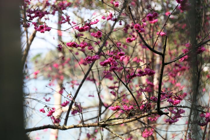 #2022日月潭櫻花季